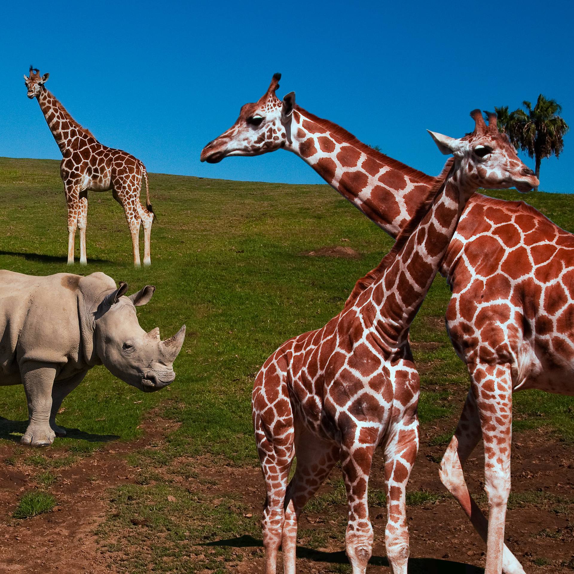 The Zoo: San Diego | Shows | discovery+ The Zoo: San Diego | Shows | discovery+