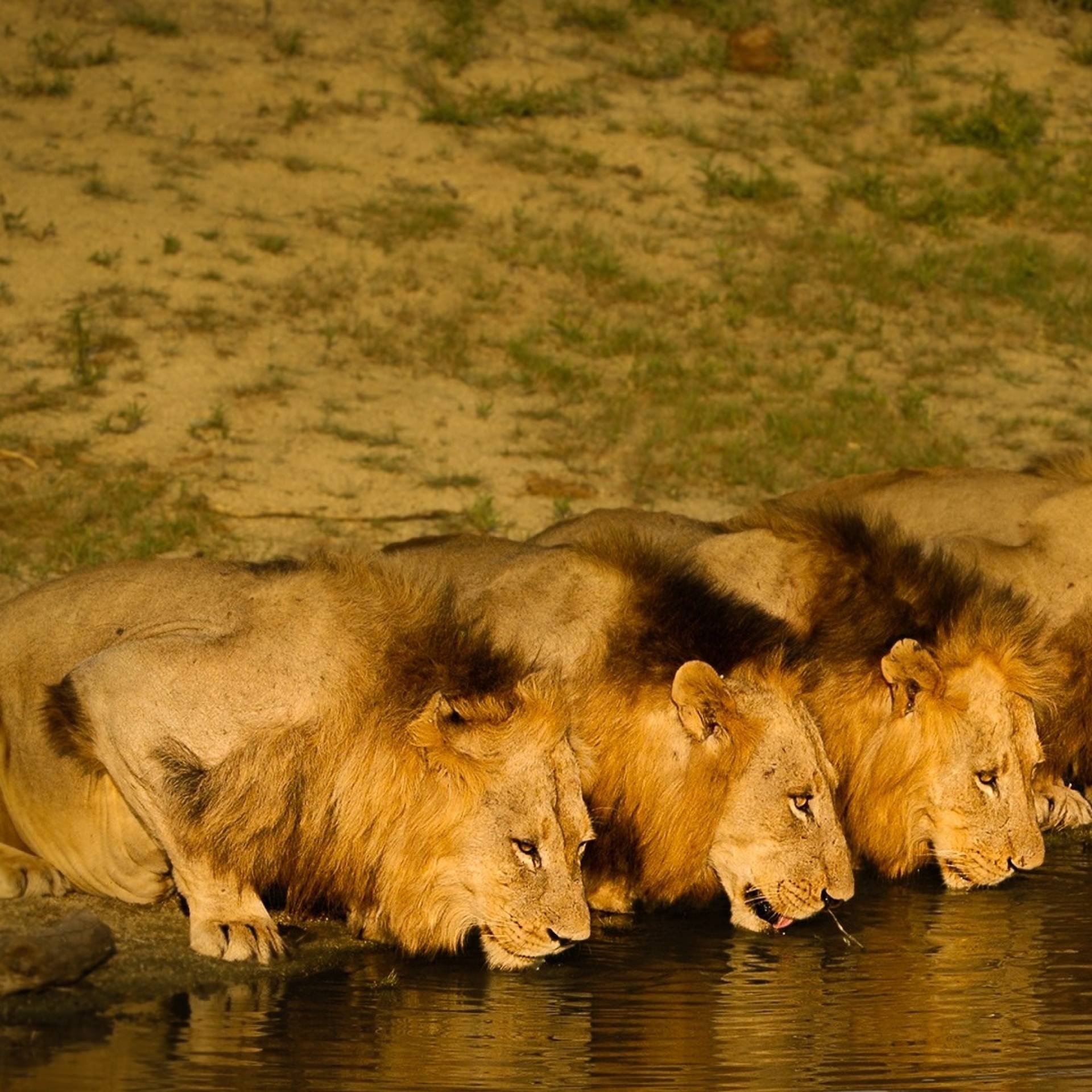 Brothers In Blood: Lions Of Sabi Sand | Shows | discovery+